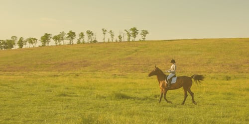 Buyer Beware: The Rising Risk of Mis-Selling in Equine Purchases