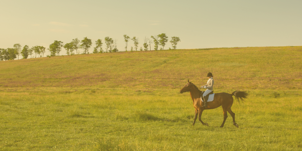 Buyer Beware: The Rising Risk of Mis-Selling in Equine Purchases